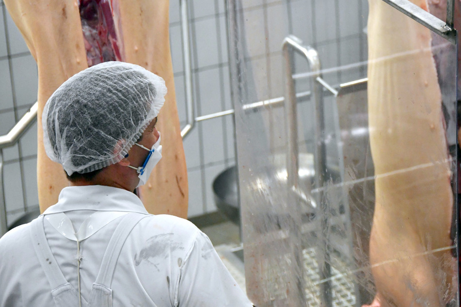 An seinem Arbeitsplatz durch eine Plexiglasscheibe von seinen Kollegen getrennt, zerlegt ein Mitarbeiter von Tönnies, der eine Mundschutz-Maske trägt, geschlachtete Schweine im Stammwerk des Betriebes.