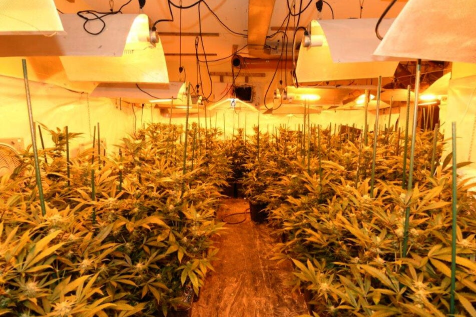 Zwei Tage zuvor konnten bereits bei einer Razzia zwei riesige Cannabis-Plantagen ausgehoben werden.