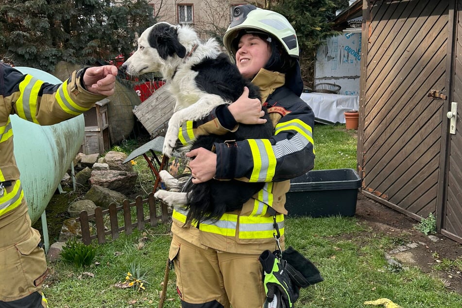 Ein zum Haus gehörender Hund konnte bei Nachbarn unterkommen.