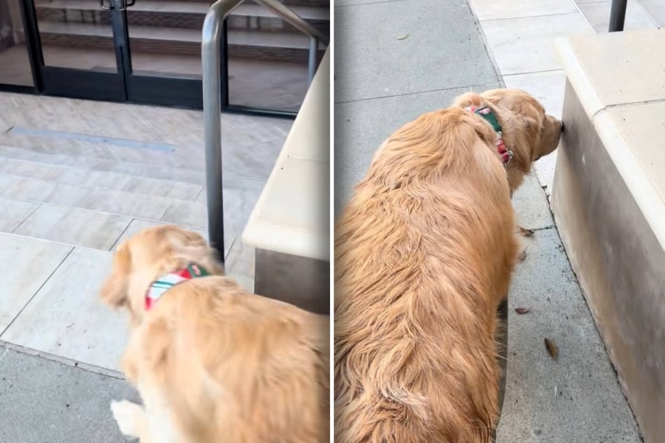 Golden Retriever se queda cada día en la misma esquina: lo que ve allí le saca lágrimas de risa.