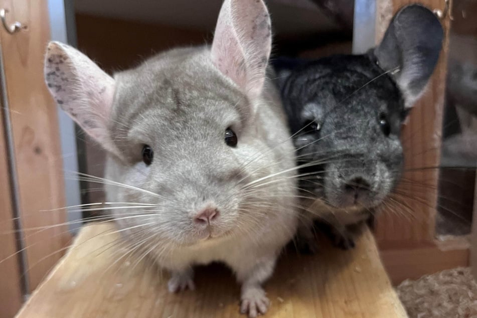 Juna (l.) y Buzz buscan un hogar en común con un amante de los chinchillas.