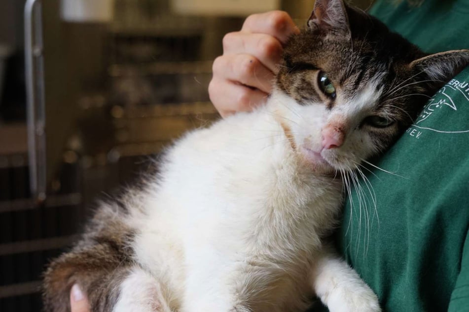 Tamo sucht verzweifelt nach Nähe: Wer gibt dem verschmusten Kater eine Chance?