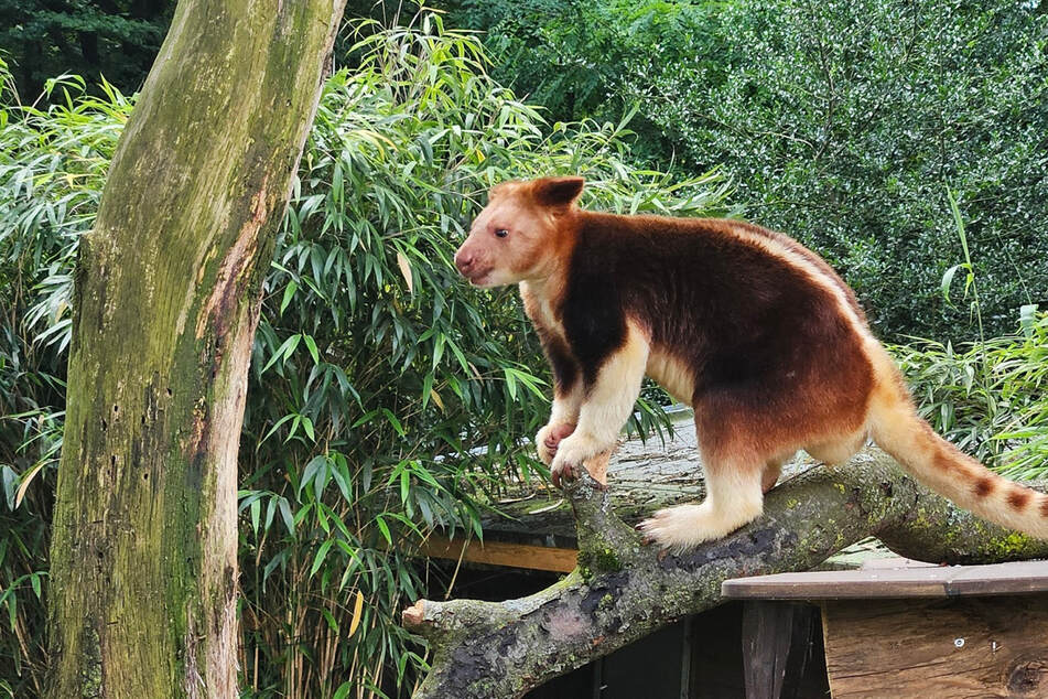 Kann jederzeit an Bäumen hochklettern, so wie jetzt auch in Duisburg: das Goodfellow-Baumkänguru namens "Wewak".