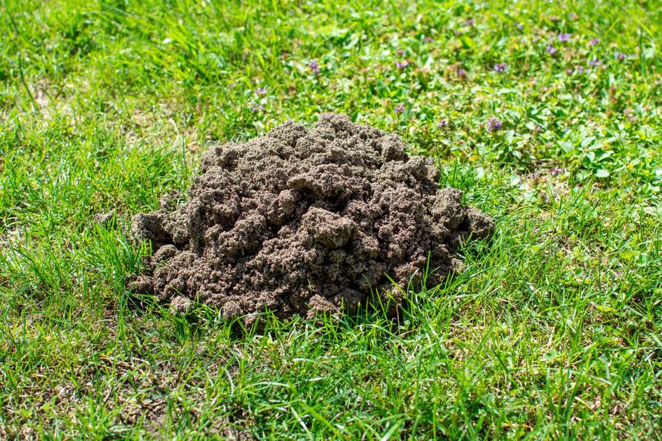 Neue Erdhaufen und Löcher im Garten? Über Nacht können Maulwürfe ganz schöne Arbeit leisten.