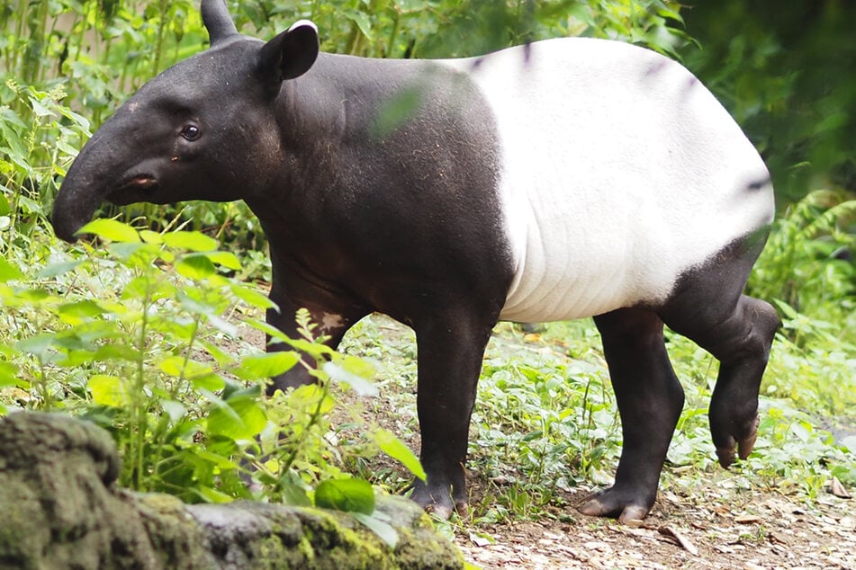 Krasser Druck für Leipziger Tapir Nuang: Er ist vom Aussterben bedroht!