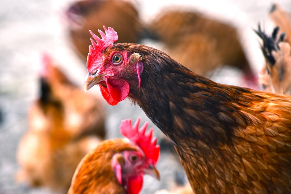 Tödlichster Vogel: Hühner sind jährlich für hunderttausende Todesfälle verantwortlich.