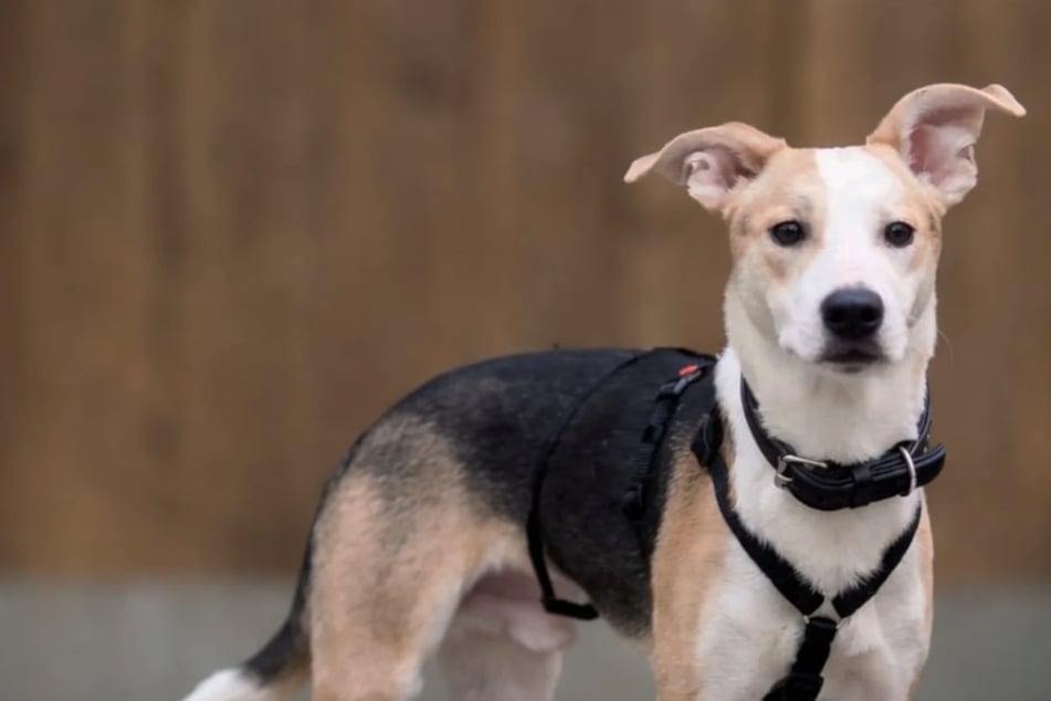 Junghund einfach sich selbst überlassen: Süßer Fonsi hofft auf eine zweite Chance