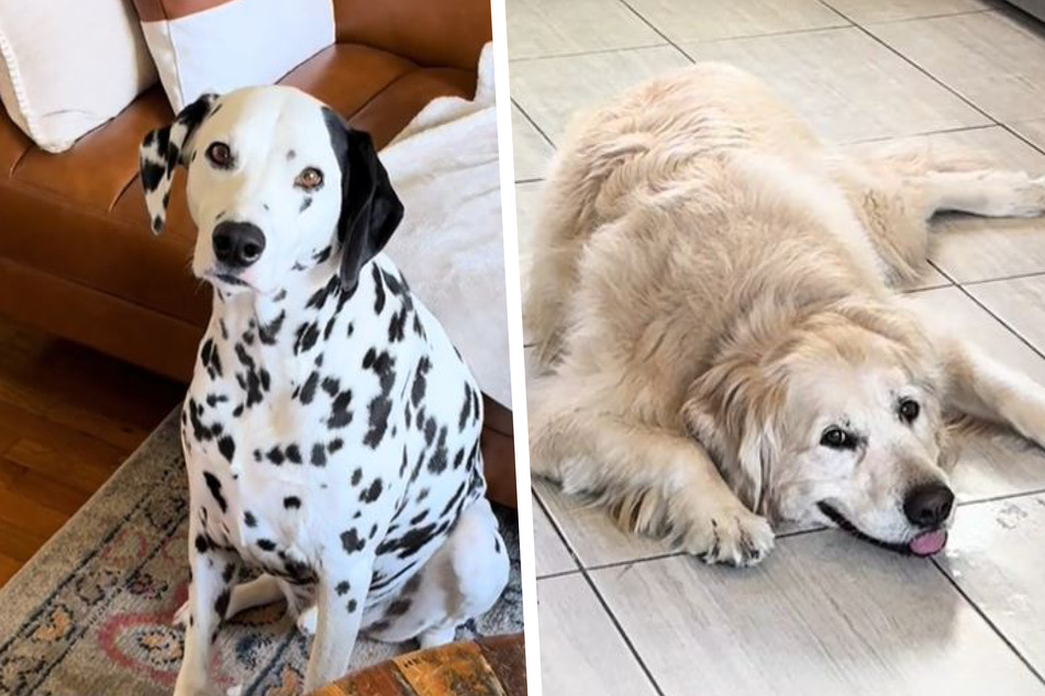 Tucker the Dalmatian proved to be the more athletic of the two pups, but the golden retriever was a trooper for making it through the long walk!