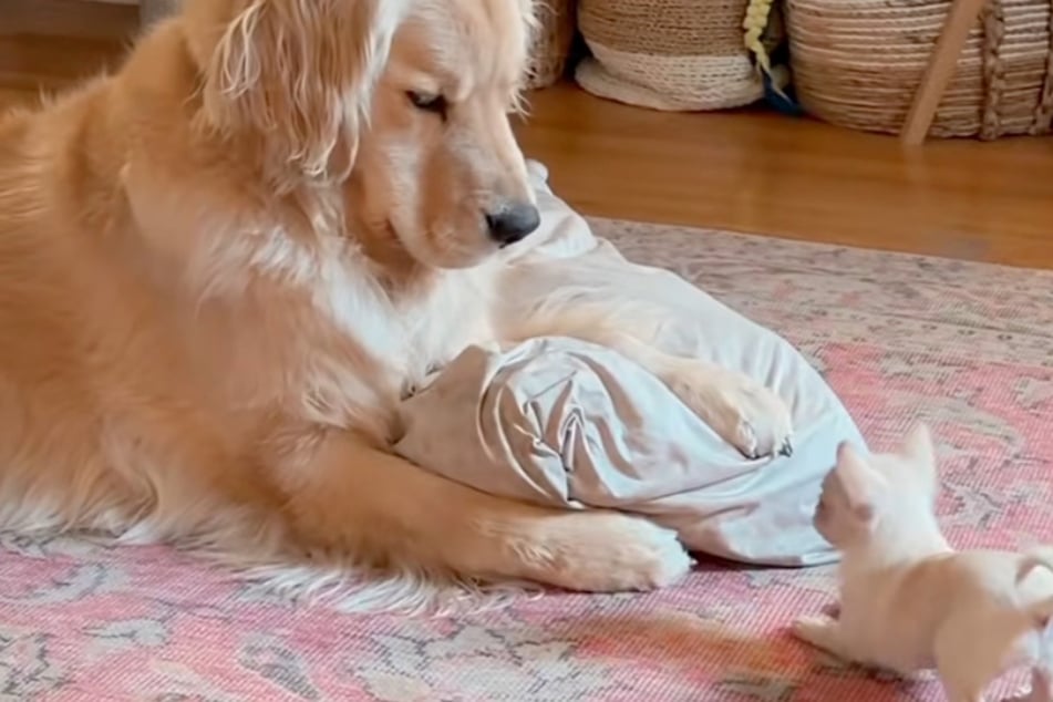 Golden Retriever Oats und Chihuahua Butters verdeutlichen, dass Hund nicht gleich Hund ist.