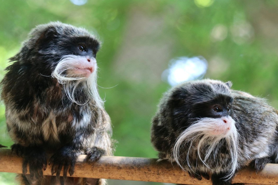 Dallas Zoo's missing tamarin monkeys have been found and returned to their enclosure.