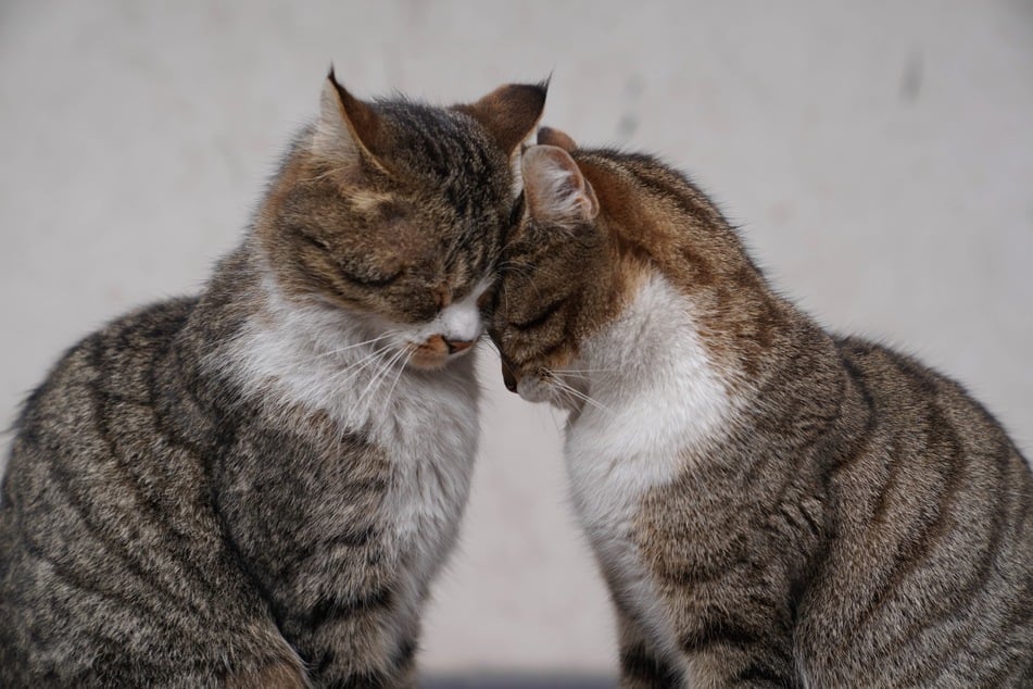 Katzen in der Paarungszeit beobachten die Rivalitäten unter den Katern und suchen sich dann einen Partner nach ihrem Geschmack. Dabei ist es nicht immer unbedingt der stärkste Kater, der das Herz der Katze erobert.
