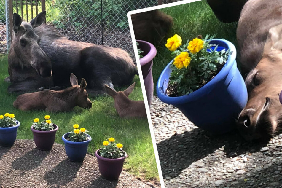 Wie niedlich! Die Elchmama faulenzt mit ihren beiden Jungen. Eines hatte sichtlich Spaß daran, den Blumentopf umzuwerfen.