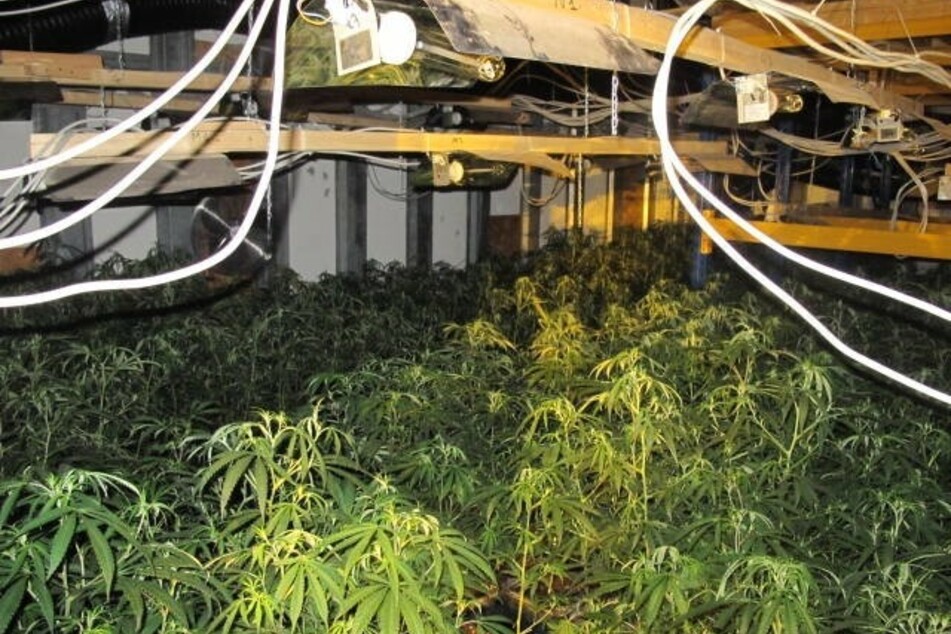 Die Ermittler fanden mehrere Cannabis-Plantagen.