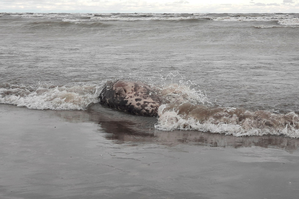 A dead seal on the shore of the Caspian Sea outside Makhachkala, Russia, on December 4, 2022.