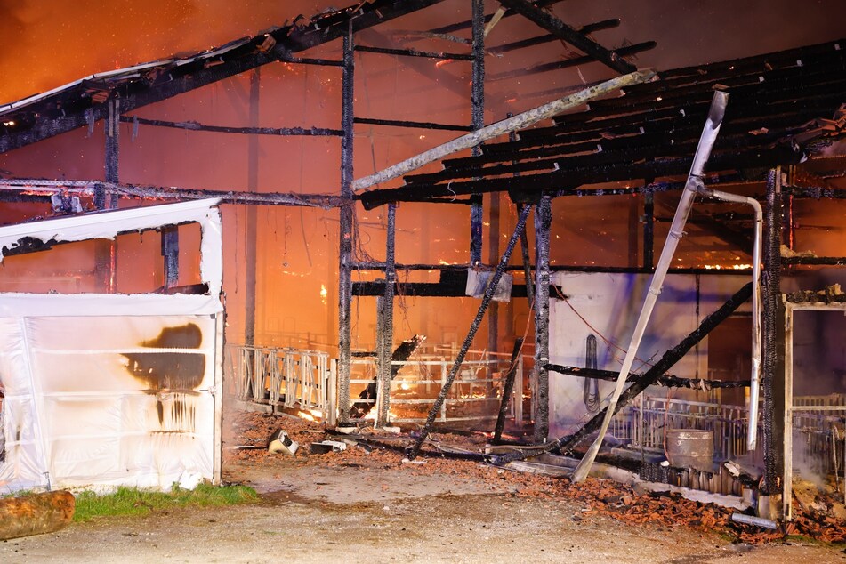 Mehr als hundert Kühe finden qualvollen Flammentod: 1,5 Millionen Euro Schaden