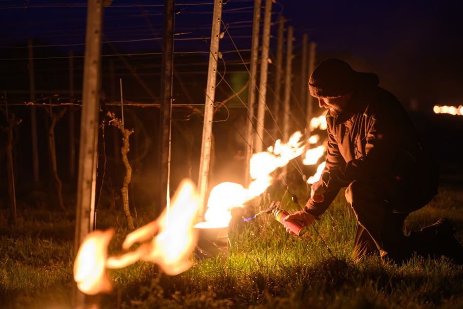 Weinbauleiter Till Neumeister entzündete das Feuer zwischen den Rebstöcken.