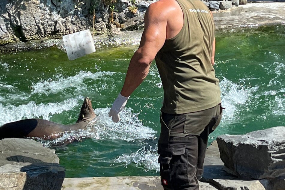 Die kalifornischen Seelöwen nutzen gern ihr Becken im Kölner Zoo, um sich abzukühlen.