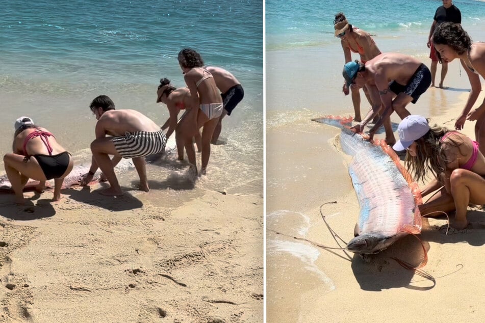 Mehrere Personen haben den beiden Meerestieren geholfen, zurück ins Wasser zu gelangen.