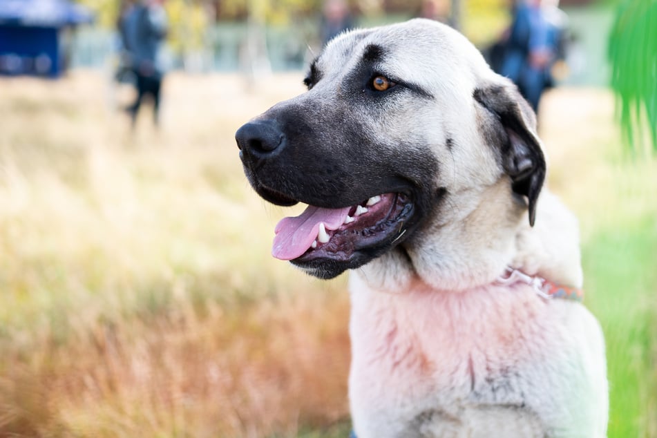 Nicht für die Großstadt geeignet: Der türkische Kangal-Hirtenhund.