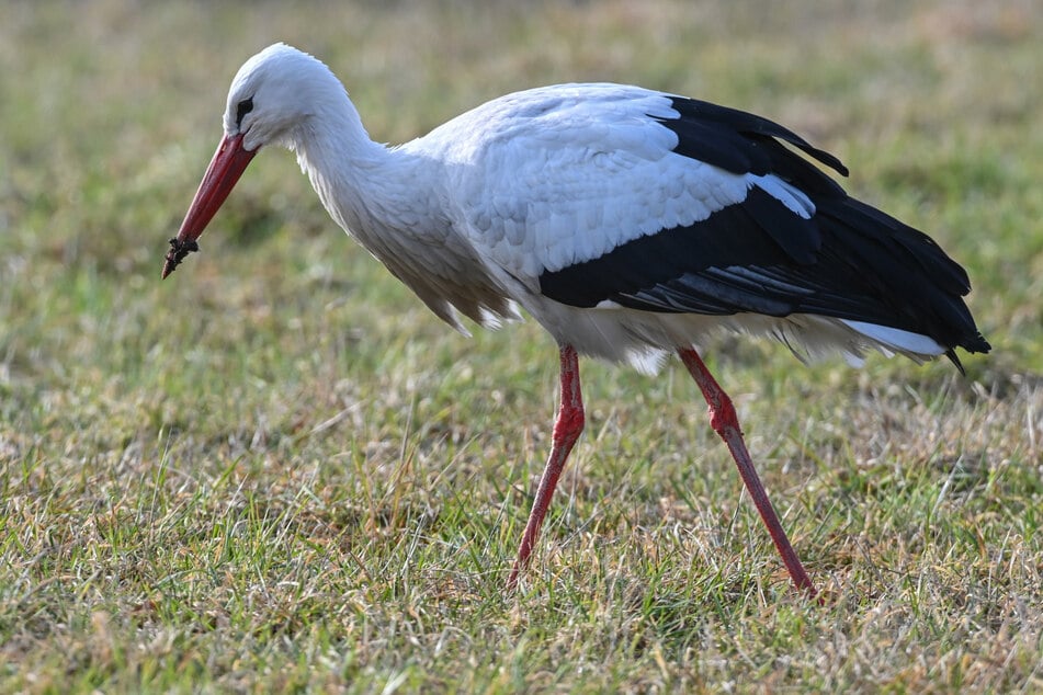 Am Donnerstag sorgte in Querfurt ein Storch für Aufregung. (Symbolbild)