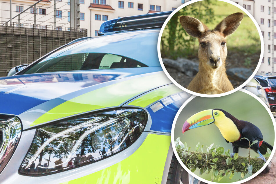 Zwei Jungbullen, Lamas, Kängurus und ein Tukan: Unfassbar, was Polizei lebendig in Auto entdeckt!