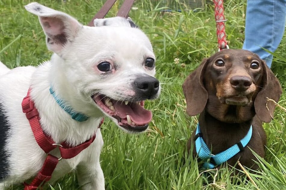 Hunde-Duo muss Schicksalsschlag verkraften: Vierbeiner suchen neues Zuhause