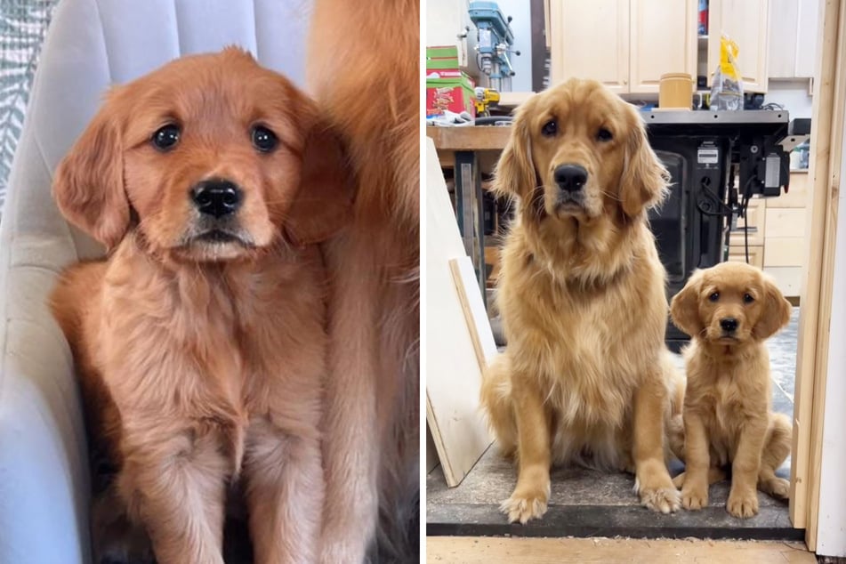 Golden-Retriever-Welpen-Mädchen Bucket muss von ihrer Artgenossin Pacha noch viel lernen.