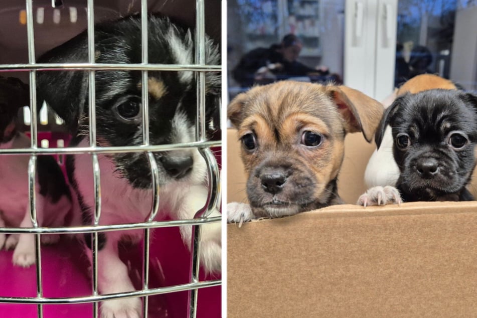 Sieben ausgesetzte Hundewelpen fand die Polizei diese Woche im Würzburger Ringpark. Im linken Foto ist die viel zu kleine Box zu sehen, in der sich die Fellnasen befanden.