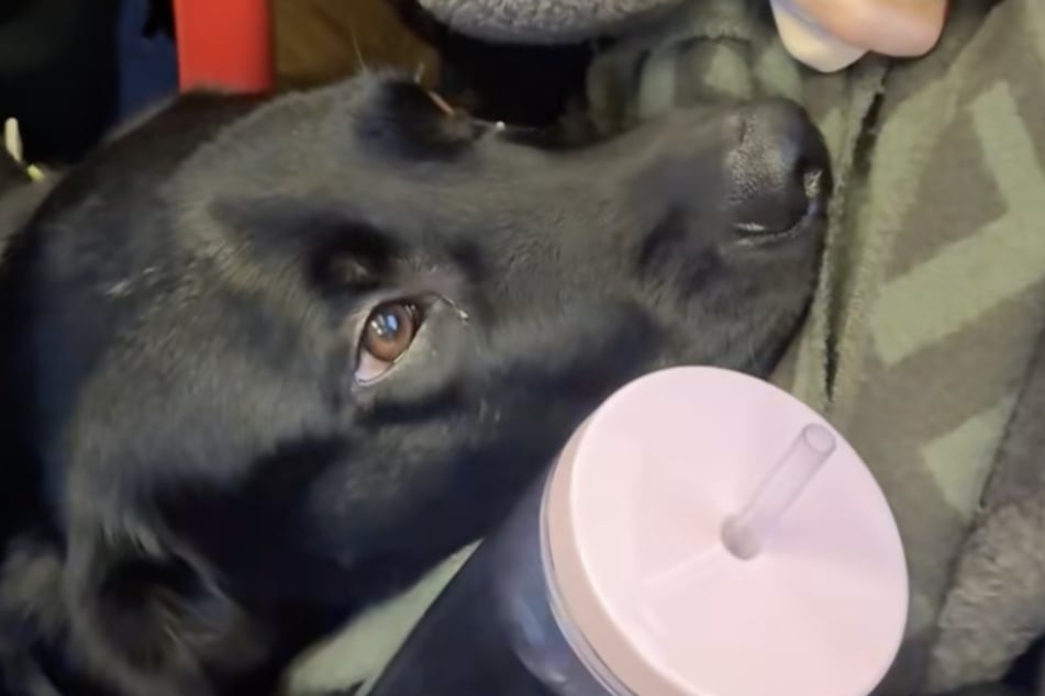 Der Begleithund legte sanft seinen Kopf auf den Babybauch.