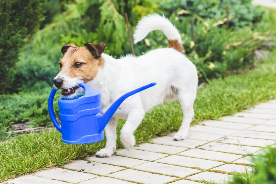 Hunde apportieren gerne. Ein Bringspiel kann man sehr gut in den Alltag integrieren und gleichzeitig von der Hilfe profitieren – aber nur, solange der Hund dabei Spaß hat.