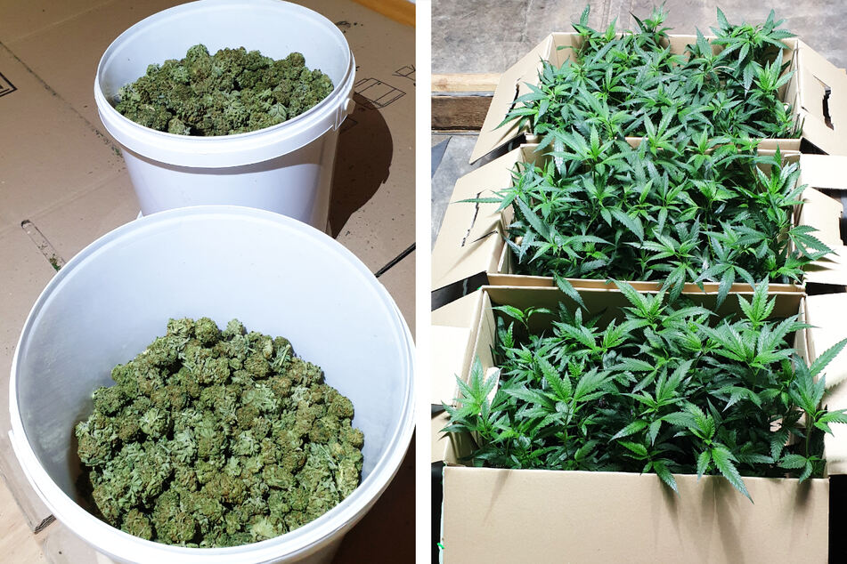 Vier Kilogramm verkaufsfertiges Marihuana und zahlreiche Cannabis-Pflanzen wurde sichergestellt. Hinzu kamen diverse andere Drogen.