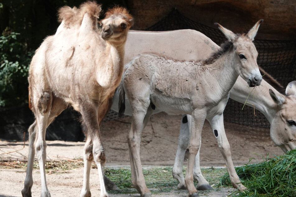 Babyboom im Tierpark! Süßer Nachwuchs verzückt Besucher