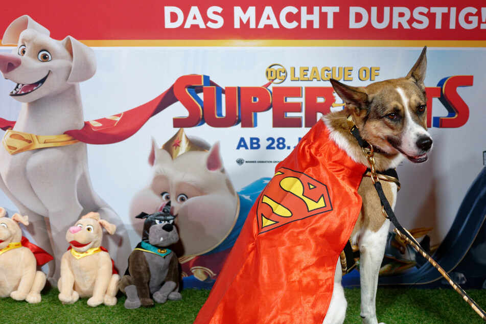 In Kölner Kino: Hunde schauen sich in Superman-Capes Film über "Super-Pets" an