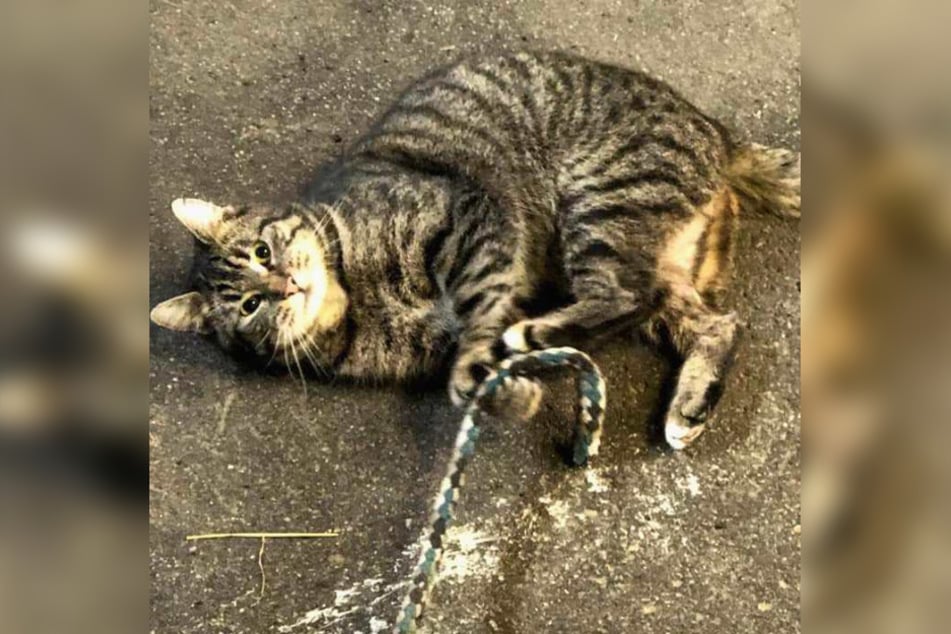 Wohin ist Stallkater Boris gegangen?
