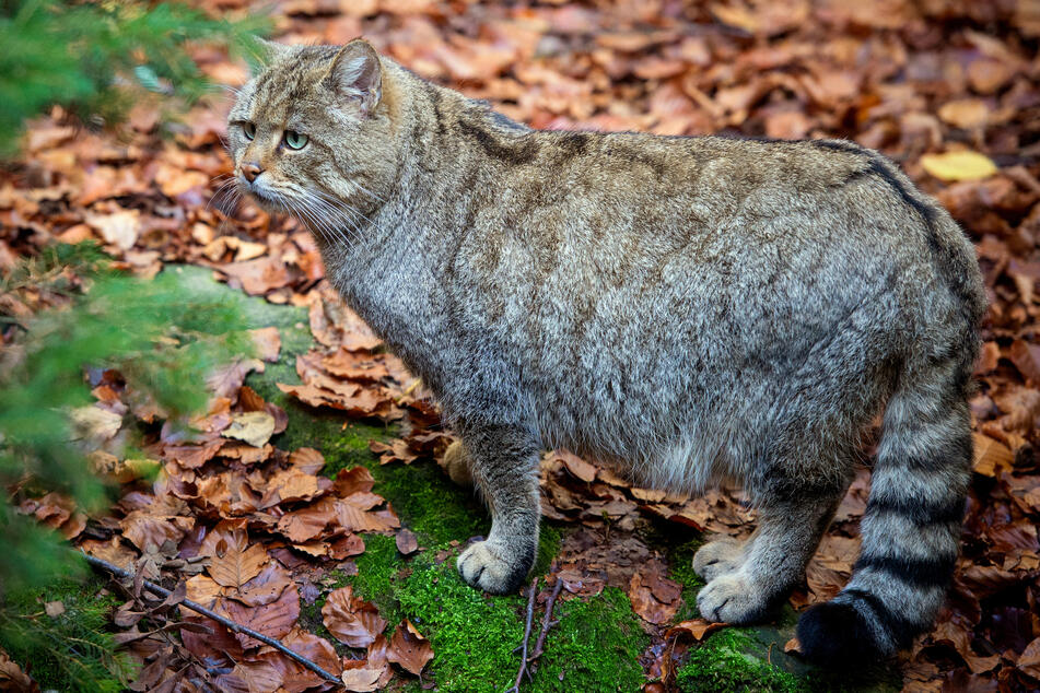 Die Färbung des Schwanzes unterscheidet die europäische Wildkatze von gewöhnlichen Hauskatzen.