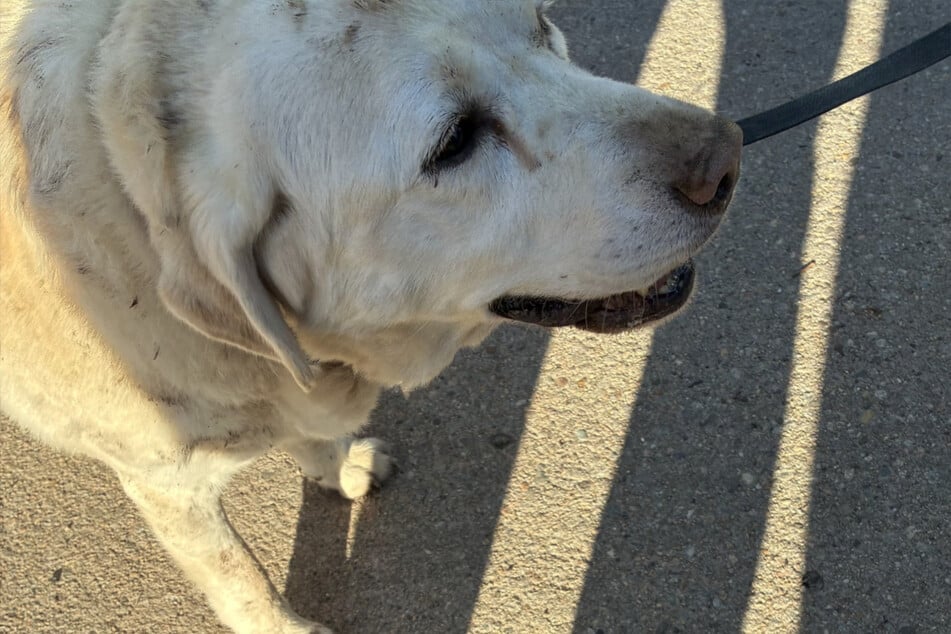 Um den Schock zu verdauen, benötigte die betagte Dame erst einmal einige schmackhafte Leckerlies.