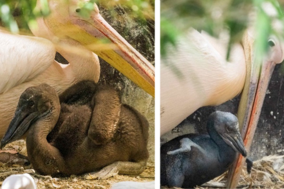 Seltener Nachwuchs im Zoo: Rosapelikan-Baby zunächst ganz grau