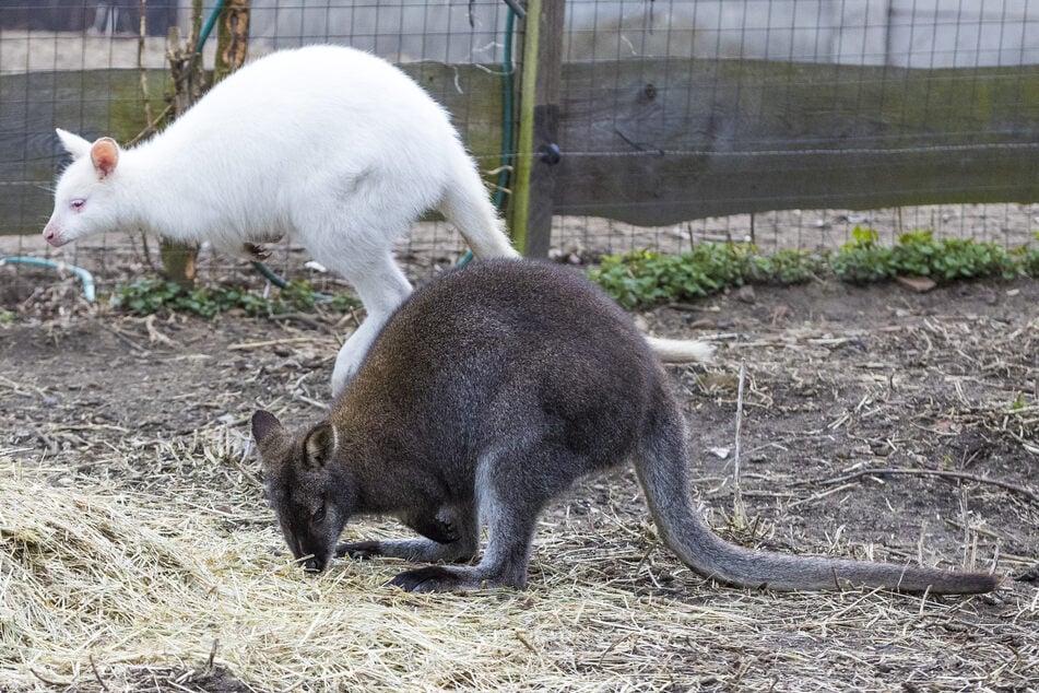 Die Kängurus wurden bei einer Grenzkontrolle entdeckt und beschlagnahmt, bevor sie auf dem Jagdfalkenhof ein Zuhause fanden.