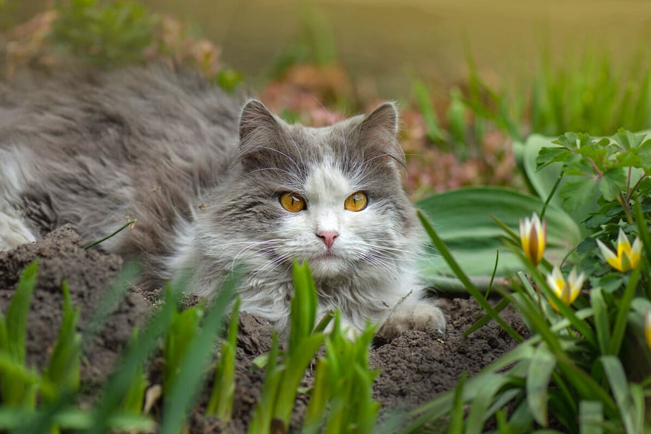 In vielen Gärten sind fremde Katzen nicht gern gesehen.