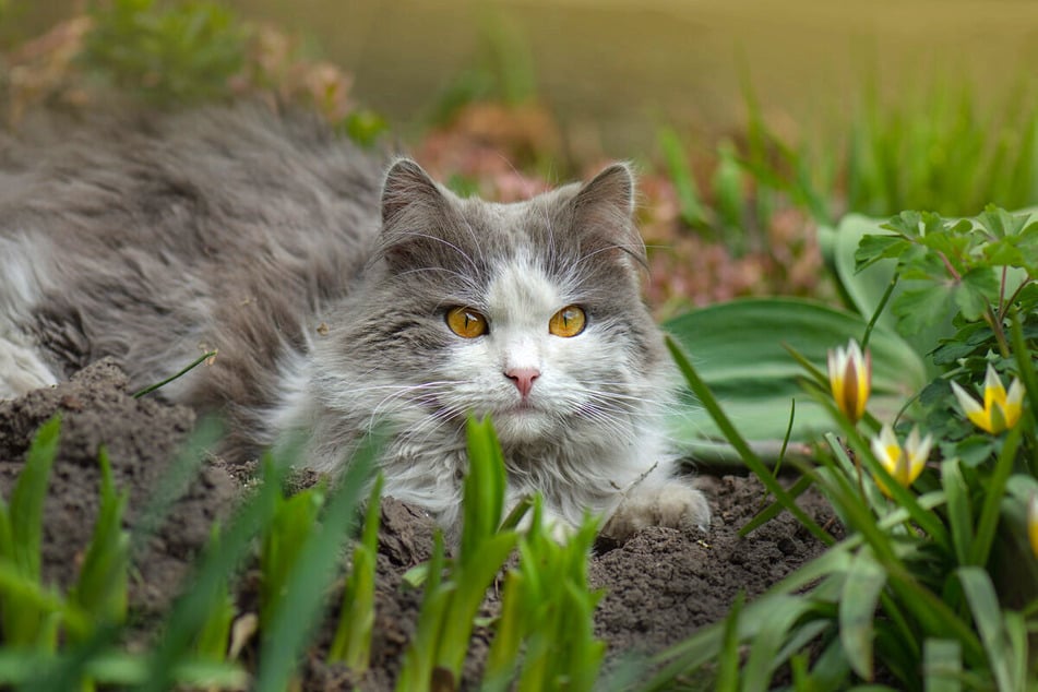 how-to-get-rid-of-cats-in-your-yard