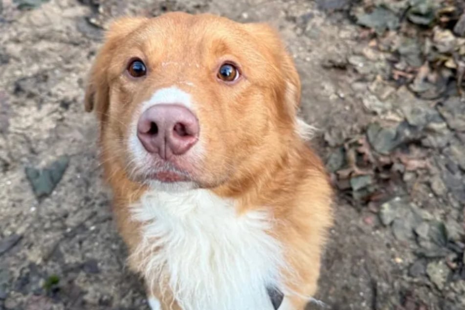 Rusty wünscht sich ein Zuhause bei aktiven Menschen, die ihn auslasten und jede Menge Zeit für ihn haben.