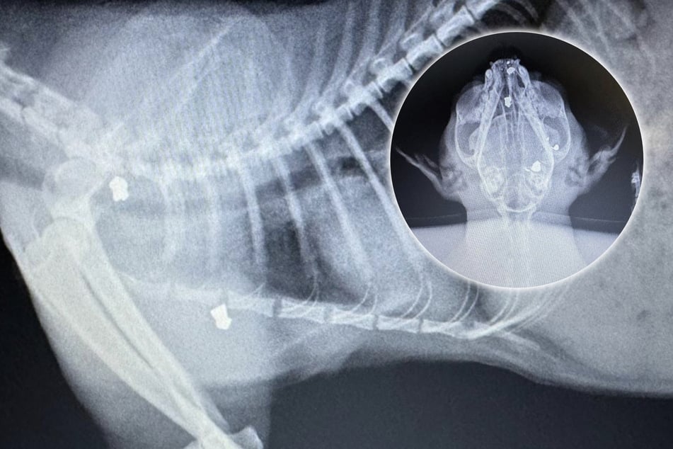 The poor cat had three bullets in his head, two in his chest, and one in his abdomen.