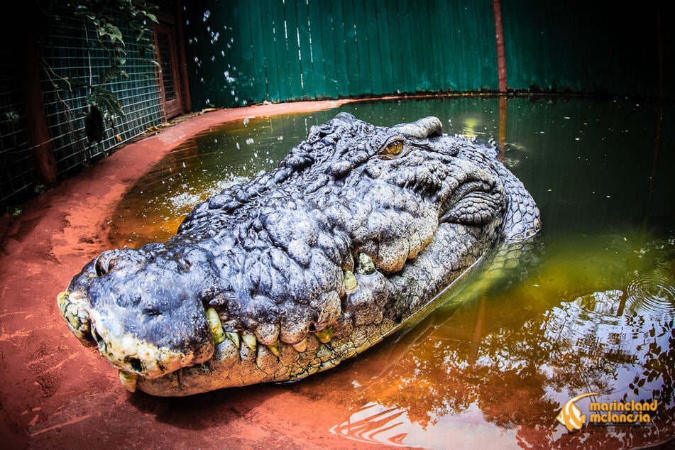 This ginormous crocodile, named Cassius, is 120 years old and still growing!
