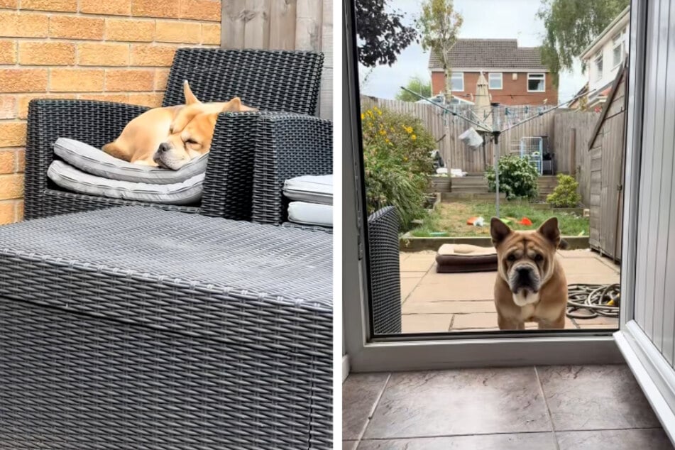 Pes konečně našel nový domov: ale je tu překážka