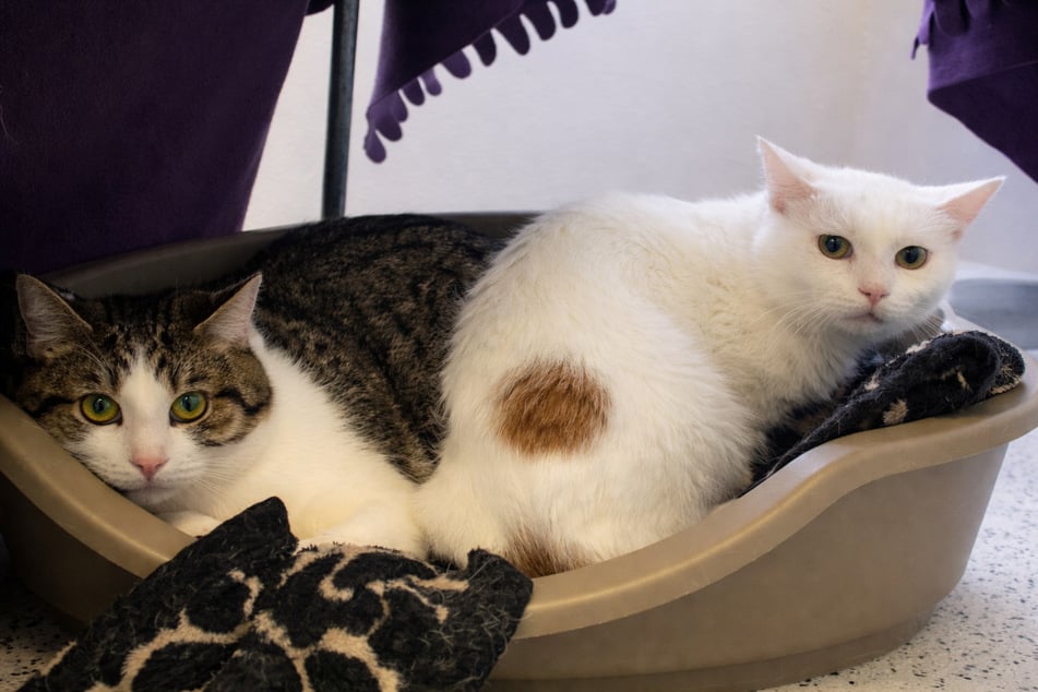 Leon (l.) und Moritz suchen ein gemeinsames Zuhause.