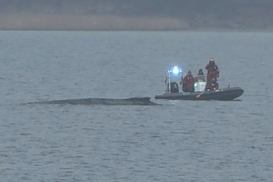 Die Wasserschutzpolizei war mit dem ersten Tageslicht am Wal.