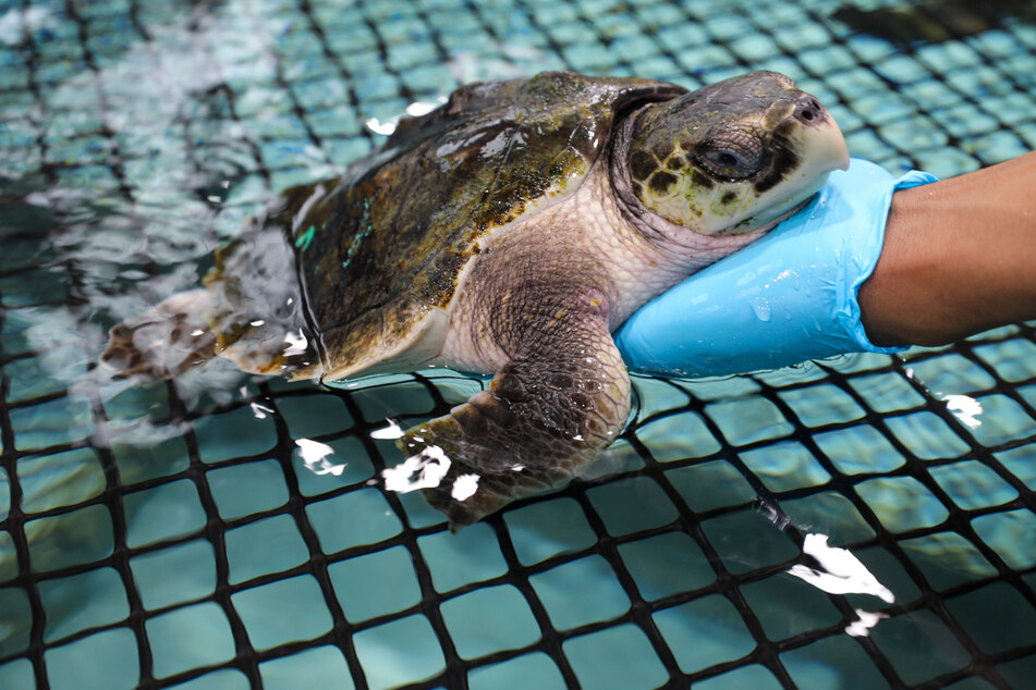 A Kemp’s ridley sea turtle recovers in a tank at the New England Aquarium’s Sea Turtle Hospital.