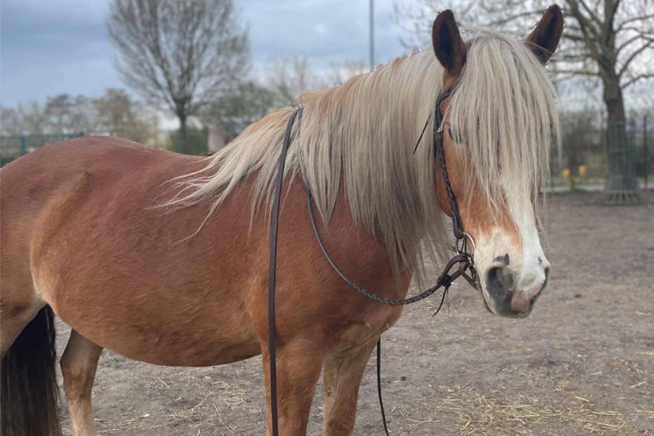 Ben wurde nur zwölf Jahre alt. Vor seinem Gehege fanden die Tierpfleger große Säcke voll mit altem Brot.