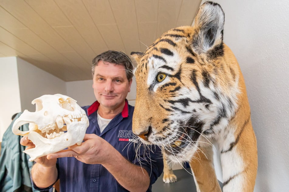 Eugène Bruins (55) mit der 2021 verstorbenen Irina, dem letzten Tiger im Zoo Hoyerswerda.