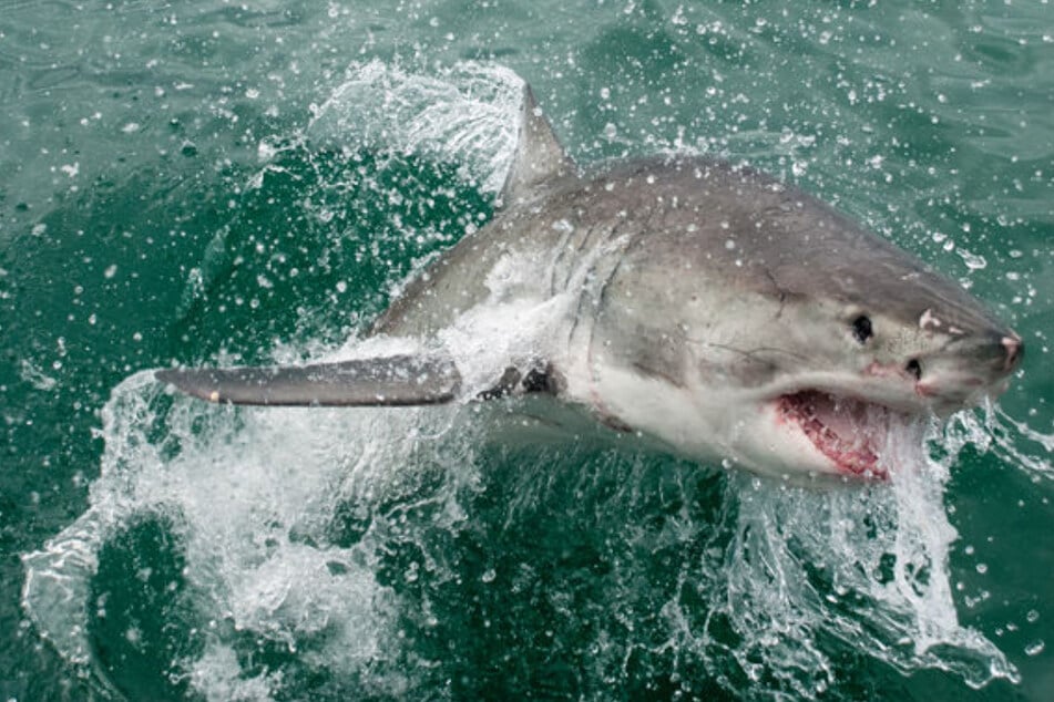 Shark attack near popular beach promenade ends in tragedy